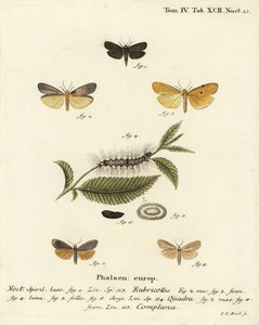 Rødhalset fodmand, Atolmis rubricollis 1,, fire-plettet fodmand, Lithosia quadra 2-6, og buff fodmand, Katha depressa 7,9. Håndkoloreret kobberstik af Johann Carl Bock efter Eugenius Johann Christoph Espers Die Schmetterlinge in Abbildungen na af Johann Carl Bock