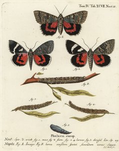 Rød undervingemøl, Catocala nupta. Håndkoloreret kobberstik af Johann Carl Bock efter Eugenius Johann Christoph Espers Sommerfuglene i illustrationer fra naturen, Erlangen
