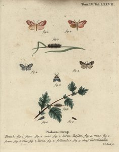 Rosenrød fodmand og kortkappet møl. af Johann Carl Bock
