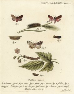 Rubintigermøl, Phragmatobia fuliginosa 1-5, og ferskenblomstmøl, Thyatira batis 6-8. Håndkoloreret kobberstik af Johann Carl Bock efter Eugenius Johann Christoph Espers Sommerfuglene i illustrationer fra naturen, Erlangen