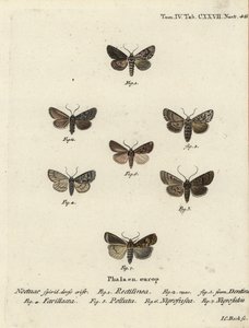Saksisk møl, Hyppa rectilinea 1, saksmøl, Hada plebeja 2,3, sumpdolk, Acronicta strigosa 4, brunplettet tandhjul, Agrochola litura 5, hvid-line pil, Euxoa nigrofusca 6, Opigena polygona 7. Håndkoloreret kobberstik Carl Bock efter af Johann Carl Bock