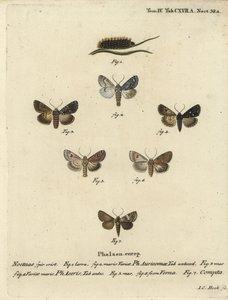 Knappe dolk, Acronicta auricoma 1-3, platanmøl, Acronicta aceris, muskatmøl 4,5, Hadula trifolii 6 og varieret krone, Hadena compta 7. Håndkoloreret kobberstik af Johann Carl Bock efter Eugenius Johann Christoph Esperlings Die Sch. af Johann Carl Bock