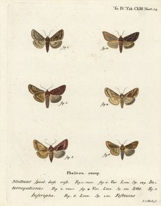 Sjælden sølv Y, Syngrapha interrogationis 1,2, almindelig gylden Y, Autographa jota 3-5, guldplet, Plusia festucae 6. Håndkoloreret kobberstik af Johann Carl Bock efter Eugenius Johann Christoph Esper