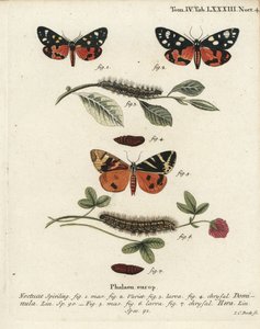 Scarlet tigermøl, Callimorpha dominula 1-4, og Jersey tigermøl, Euplagia quadripunctaria 5-7. Håndkoloreret kobberstik af Johann Carl Bock efter Eugenius Johann Christoph Espers Sommerfuglene i illustrationer fra naturen, Erlangen