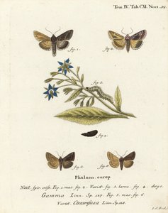 Sølv Y-møl, Autographa gamma 1-4 og Essex Y-møl, Cornutiplusia circumflexa 5,6. Håndkoloreret kobberstik af Johann Carl Bock efter Eugenius Johann Christoph Espers Sommerfuglene i illustrationer fra naturen, Erlangen af Johann Carl Bock