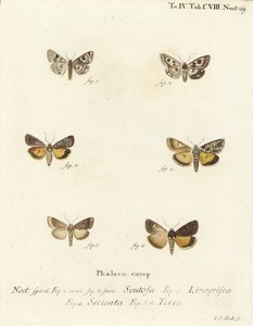 Plettet kløver, Schinia scutosa 1,2, Epilecta linogrisea 3, Guernsey undervinge, Polyphaenis sericata 4, og halmundervinge, Thalpophila matura 5,6. Håndkoloreret kobberstik af Johann Carl Bock efter Eugenius Johann Christoph Esper