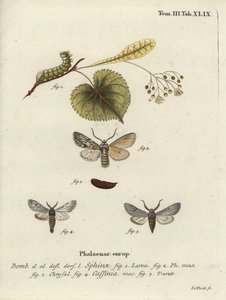 Sprawler møl, Asteroscopus sphinx. af Johann Carl Bock