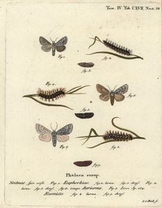 Sød kulemøl, Acronicta euphorbiae 1-5, sparsom dolk, Acronicta auricoma 6, og knudegræsmøl, Acronicta rumicis 7-9. Håndkoloreret kobberstik af Johann Carl Bock efter Eugenius Johann Christoph Espers Die Schmetterlinge in Abbildungen nac af Johann Carl Bock
