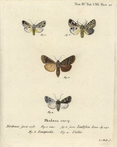Trichosea ludifica 1,2, sydlig rustik, Rhyacia lucipeta 3, og Lamprosticta culta 4. Håndkoloreret kobberstik af Johann Carl Bock efter Eugenius Johann Christoph Espers Sommerfuglene i illustrationer fra naturen, Erlangen af Johann Carl Bock