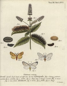 Hvid hermelin, Spilosoma lubricipeda. af Johann Carl Bock