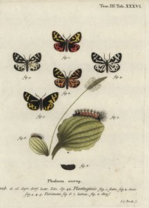 Trætigermøl, Parasemia plantaginis.