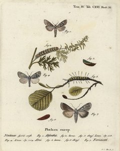 Malurtmøl, Cucullia absinthii 1-3, ellemøl, Acronicta alni 4-6 og Cucullia tanaceti 7. Håndkoloreret kobberstik af Johann Carl Bock efter Eugenius Johann Christoph Espers Sommerfuglene i illustrationer efter naturen, Erlangen af Johann Carl Bock