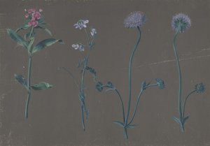 Studie af tre blomster, 1781. af Johann Christian August Birnbaum