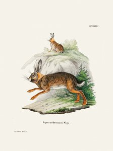 Cape Hare  Af Johann Christian Daniel Von Schreber. af Johann Christian Daniel Von Schreber