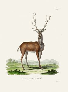 Elk  Af Johann Christian Daniel Von Schreber. af Johann Christian Daniel Von Schreber
