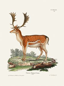 Europæisk dådyr  Af Johann Christian Daniel von Schreber. af Johann Christian Daniel Von Schreber