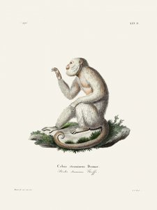 En yndefuld kapucinerabe af Johann Christian Daniel von Schreber. af Johann Christian Daniel Von Schreber