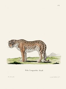 Leopard af Johann Andreas Wagener af Johann Christian Daniel Von Schreber