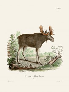 Moose af Johann Christian Daniel von Schreber. af Johann Christian Daniel Von Schreber