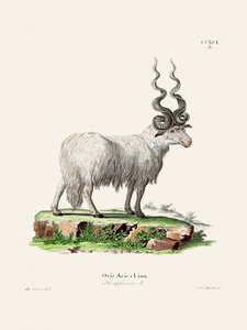 Ovis Aries af Johann Andreas Wagener og Johann Christian Daniel von Schreber. af Johann Christian Daniel Von Schreber