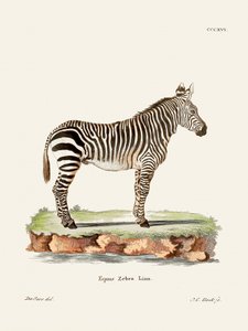 Zebra fra *Die Säugthiere* (1778–1855) af Johann Christian Daniel von Schreber. af Johann Christian Daniel Von Schreber
