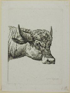 Head of a Buffalo, fra Die Zweite Thiernahme af Johann Christian Reinhart