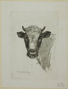 Leder af en ung tyr fra Die Zweite Thiernahme af Johann Christian Reinhart