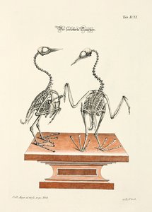  af Johann Daniel Meyer