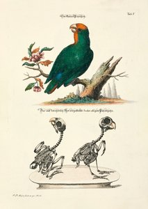  af Johann Daniel Meyer