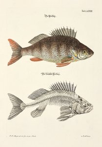  af Johann Daniel Meyer