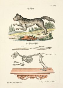  af Johann Daniel Meyer