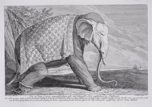 En elefant