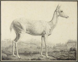 Hjort