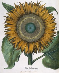 Flos Solis Major, 1613 af Johann Ernst Rentsch