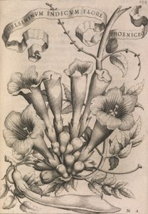 Gelsiminvm indicvm flore fønikisk, 1633. af Johann Friedrich Greuter