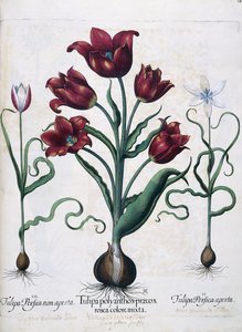 Tulipaner, 1613
