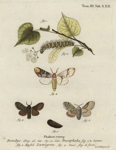Buff-tip møl, Phalera bucephala og Cosmotriche lobulina.