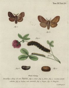 Græsæg, Lasiocampa trifolii. af Johann Georg Klinger