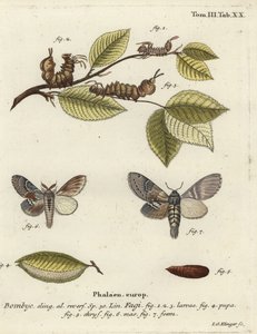 Hummermøl, Stauropus fagi.
