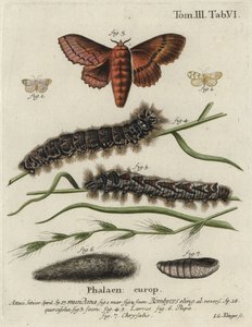 Muslin-fodmand og egeægermøl. af Johann Georg Klinger
