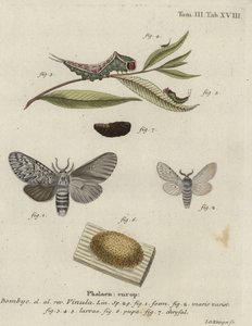 Pusmøl, Cerura vinula.