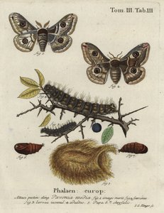 Sloe kejsermøl, Saturnia spini.