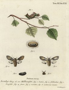 Gulbrun fremtrædende møl, Harpyia milhauseri. af Johann Georg Klinger