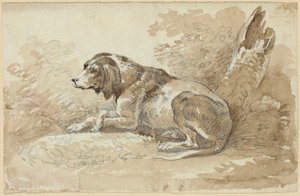 To undersøgelser af hunde