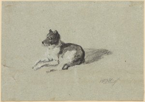 To undersøgelser af hunde