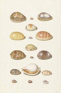 Cowry Shells af Johann Gustav Hoch