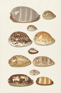 Elleve store og små tropiske cowrie-skaller af Johann Gustav Hoch