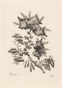 Drageformede blomster Fleures Baroque (serietitel)