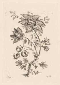 stjerneformede blomster Fleures Baroques (serietitel)