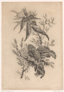 Wilde roosachtigen Samling af nye smagsblomster; Til Manufacture des Etoffes de Perse (serietitel)
